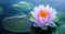 Meaning of Lotus Flower: Everything You Should Know - HarperCrown