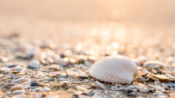 Seashell Symbolism and Meaning - HarperCrown