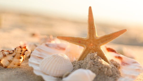 Starfish Symbolism: Spiritual Meaning and Power - HarperCrown