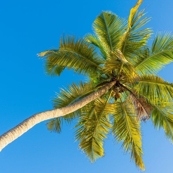 The Palm Tree Symbolism and Spiritual Meaning