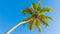 The Palm Tree Symbolism and Spiritual Meaning - HarperCrown