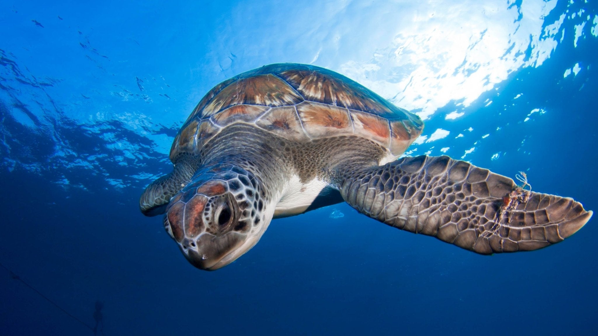 Turtle Symbolism & Meaning - HarperCrown