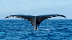 Whale Tail Meaning and Symbolism - HarperCrown