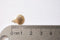 14k gold Wholesale filled SHELL Pendant Charm,Gold Filled Sea Shell Seashell, ocean sea life Charms, Gold Filled Scallop Shell Charm,  R228-09