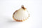 24k Gold Electroplated White Scallop Sea Shell Charm- Gold Seashell Charm, Real Sea shell charm pendant with attached bail, Beach Charms - HarperCrown