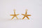 Vermeil Starfish Charm Pendant- 18k gold plated over Sterling Silver Fish Charm, Gold Starfish, Silver Starfish Charm, Gold Star Charm, 231 - HarperCrown